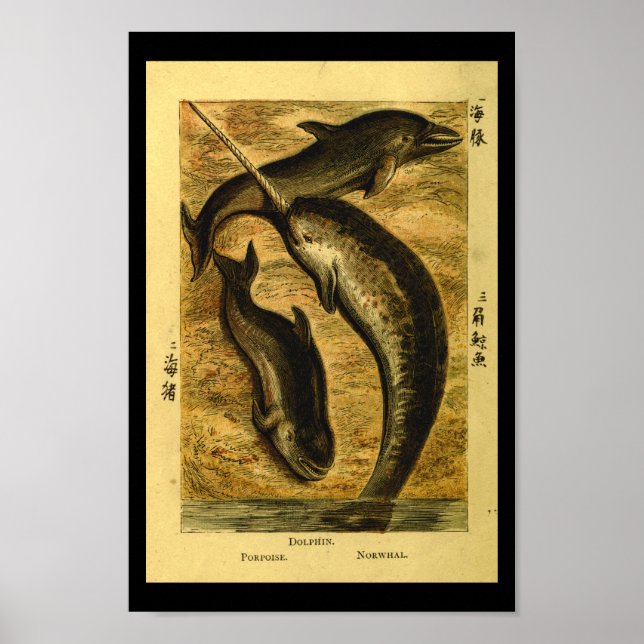 Vintage Dolphin Whale Natural History Print (Front)
