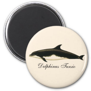 Vintage Dolphins Delphinus Tursio, Marine Mammals Magnet
