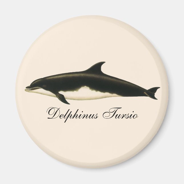 Vintage Dolphins Delphinus Tursio, Marine Mammals Magnet (Front)