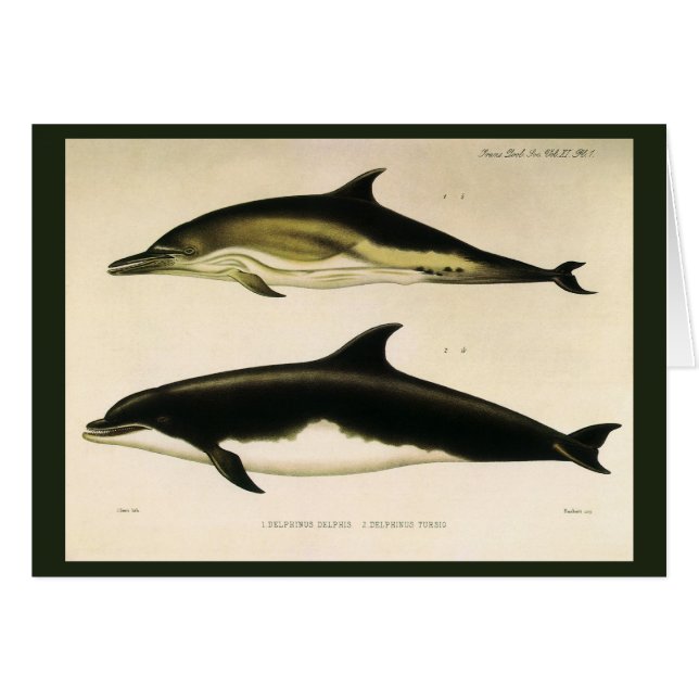Vintage Dolphins, Marine Animals and Mammals (Front Horizontal)