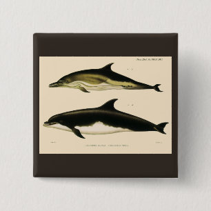 Vintage Dolphins, Marine Animals and Mammals 15 Cm Square Badge