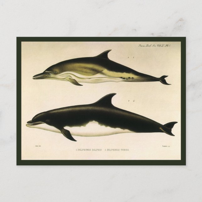 Vintage Dolphins, Marine Animals and Mammals Postcard (Front)