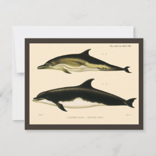 Vintage Dolphins, Marine Mammals Animals 