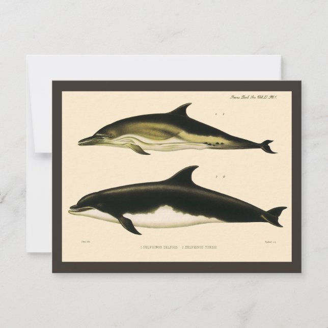 Vintage Dolphins, Marine Mammals Animals  (Front)
