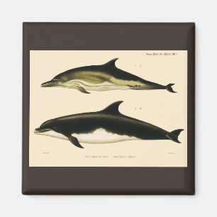 Vintage Dolphins, Marine Mammals Animals Magnet