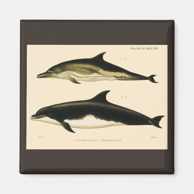 Vintage Dolphins, Marine Mammals Animals  Magnet (Front)