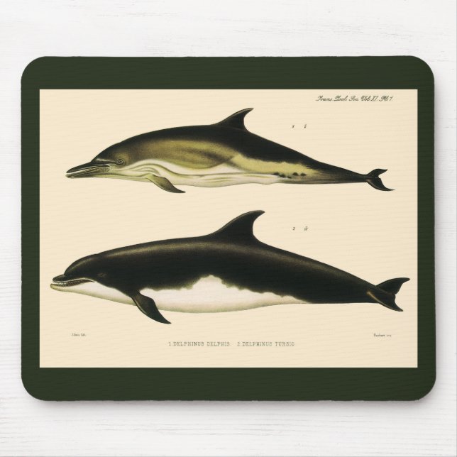 Vintage Dolphins, Marine Mammals Animals  Mouse Mat (Front)