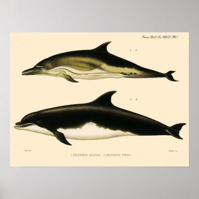 Vintage Dolphins, Marine Mammals Animals  Poster (Front)