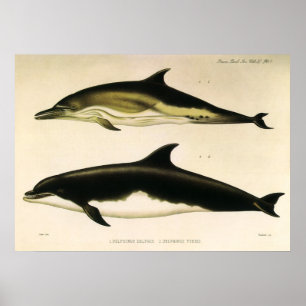 Vintage Dolphins, Marine Mammals Animals Poster