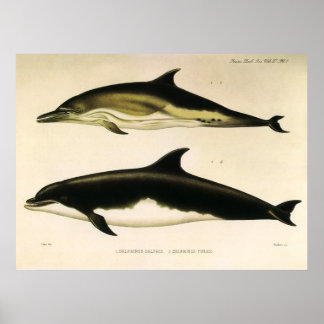 Vintage Dolphins, Marine Mammals Animals  Poster