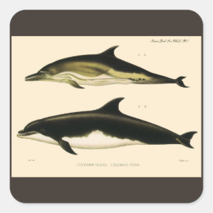 Vintage Dolphins, Marine Mammals Animals  Square Sticker