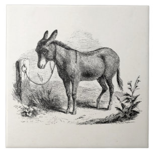 Vintage Domestic Donkey Personalised Retro Donkeys Tile