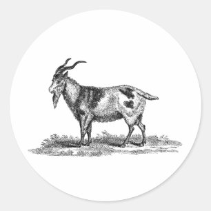 Vintage Domestic Goat Illustration - 1800's Goats Classic Round Sticker