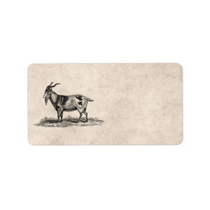 Vintage Domestic Goat Illustration - 1800's Goats Label