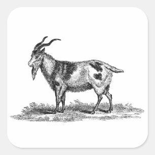 Vintage Domestic Goat Illustration - 1800's Goats Square Sticker