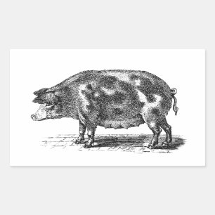 Vintage Domestic Hog Illustration - 1800's Pig Rectangular Sticker