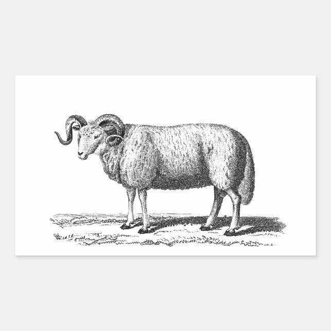 Vintage Domestic Sheep Illustration - 1800's Ram Rectangular Sticker (Front)