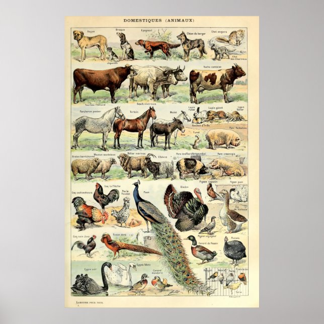 Vintage Domesticated Animals by Adolphe Millot Poster (Front)