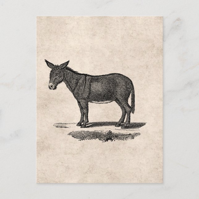Vintage Donkey Illustration - 1800's Donkeys Postcard (Front)