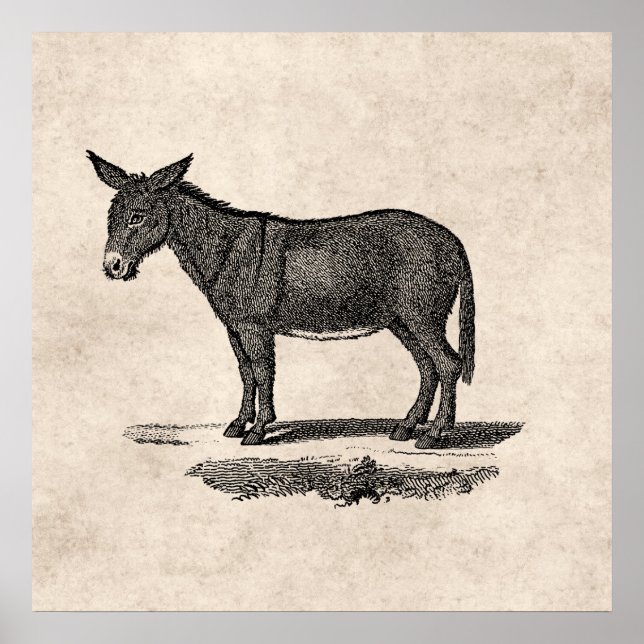 Vintage Donkey Illustration - 1800's Donkeys Poster (Front)