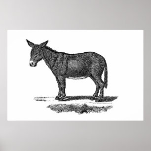 Vintage Donkey Illustration - 1800's Donkeys Poster