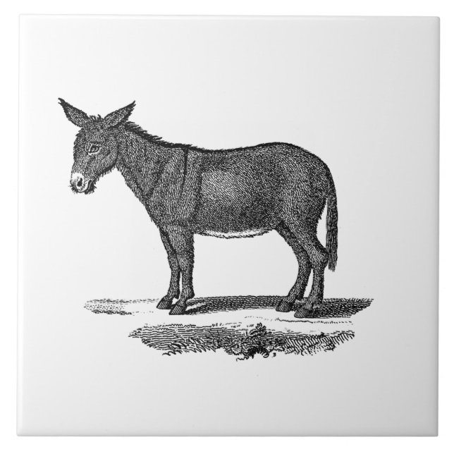 Vintage Donkey Illustration - 1800's Donkeys Tile (Front)