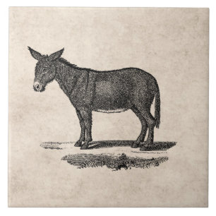 Vintage Donkey Illustration - 1800's Donkeys Tile