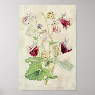 Vintage Double Carnation-Striped Columbine Poster