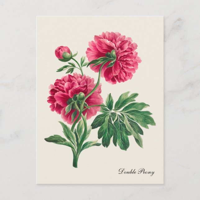 Vintage Double Peony Postcard (Front)