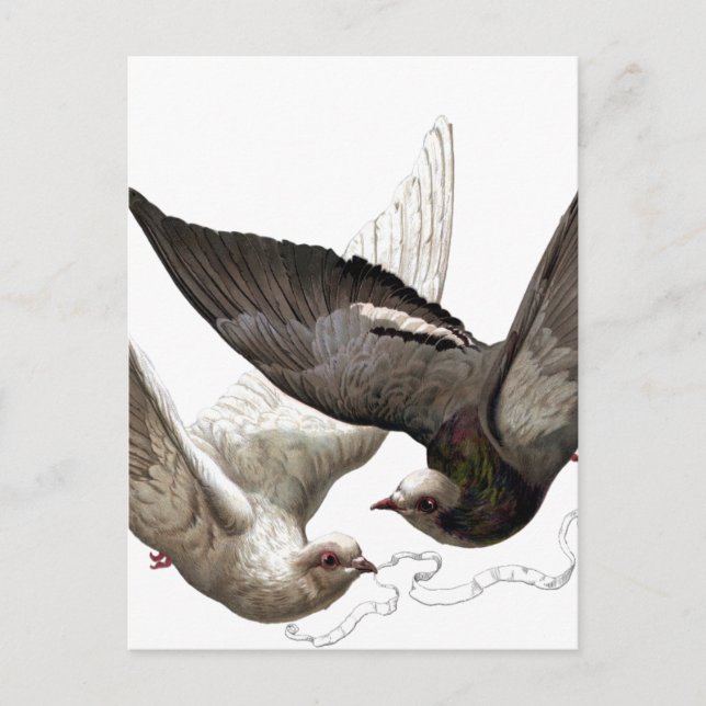 vintage doves postcard (Front)