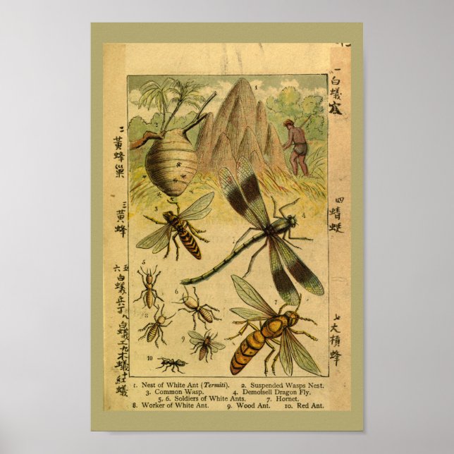Vintage Dragon Fly Insects Natural History Print (Front)