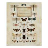 Vintage Dragonfly Beetle Taxonomy Specimen Chart