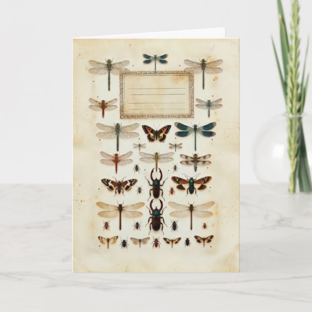 Vintage Dragonfly Beetle Taxonomy Specimen Chart Card (Front)