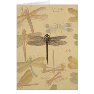 Vintage dragonfly drawing