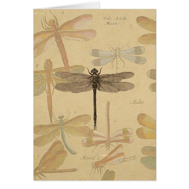 Vintage dragonfly drawing (Front)