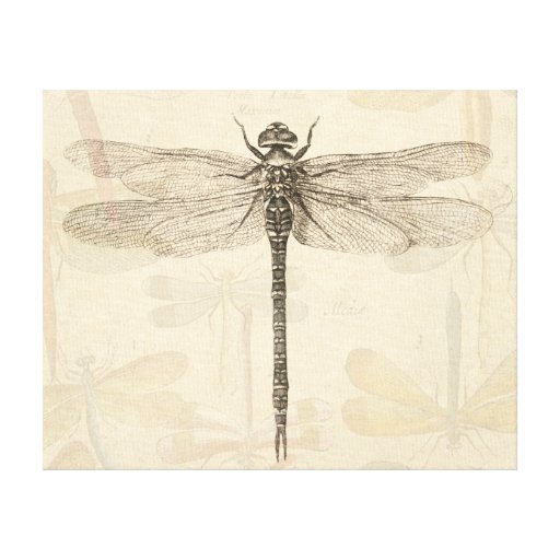Vintage dragonfly drawing | Zazzle