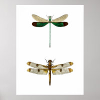 Vintage dragonfly Illustration