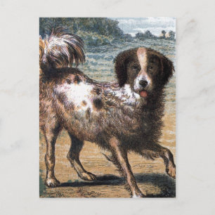 Vintage Drawing: A Stray Dog Postcard