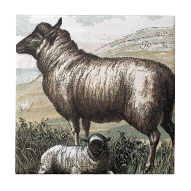 Vintage Drawing: Blackhead Persian (Sheep) Tile (Front)