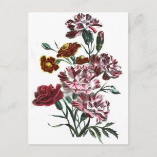 Vintage Drawing: Flemish Pink Flowers Postcard
