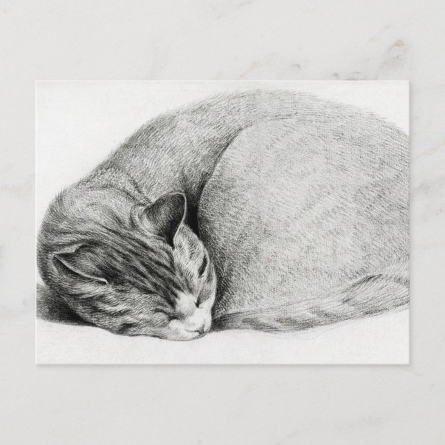 Vintage Drawing of a Kitten Postcard (Front)