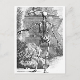 Vintage drawing of a rear facing skeleton postcard