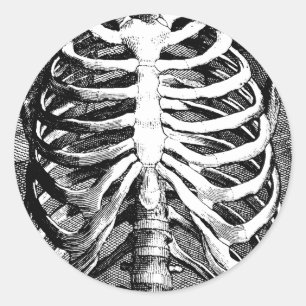 Vintage drawing of a ribcage classic round sticker
