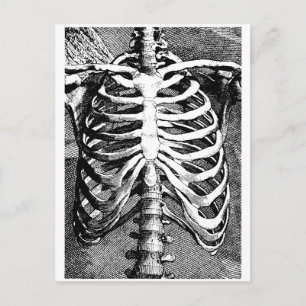 Vintage drawing of a ribcage postcard