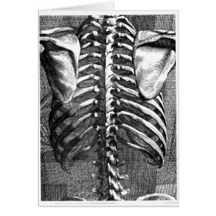 Vintage drawing of a spine and ribcage