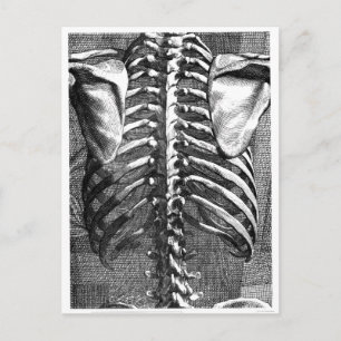Vintage drawing of a spine and ribcage postcard