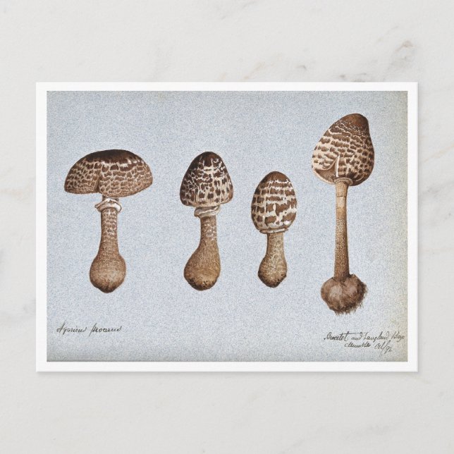 Vintage Drawing of Parasol Mushrooms Postcard (Front)