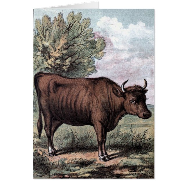Vintage Drawing: Red Heifer (Front)
