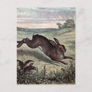 Vintage Drawing: Running Hare in a Field Postcard