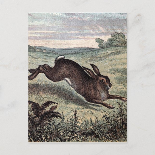 Vintage Drawing: Running Hare in a Field Postcard (Front)